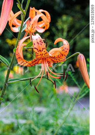 夏のガーデンで美しく咲くオニユリの花 129818069