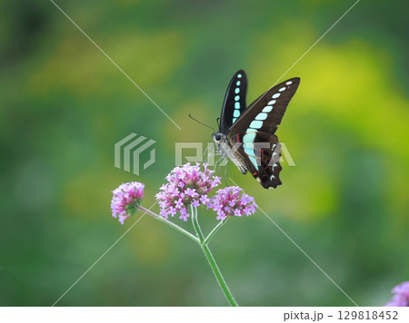 三尺バーベナで吸蜜するアオスジアゲハです。 129818452