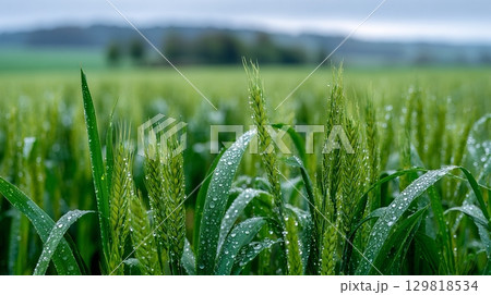 Dew-covered wheat stalks in a verdant field on a misty morning. 129818534