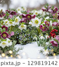 雪の中で咲く冬の花々 129819142