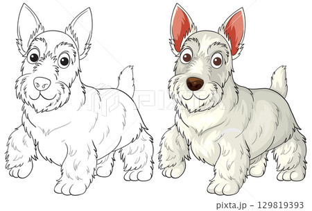 Scottish Terrier Cartoon Side-by-Side Line Art and Color 129819393