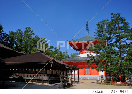 世界遺産高野山の情景 根本大塔と御影堂と三鈷の松 世界遺産高野山の情景 根本大塔と御影堂と三鈷の松 129819476