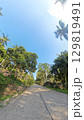 Jungle Road Palm Trees 129819491