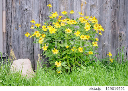 Bright yellow flowers bloom near weathered wooden fence in serene outdoor setting during late spring afternoon Bright yellow flowers bloom near weathered wooden fence in serene outdoor setting during late spring afternoon 129819691