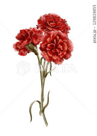 Bouquet of red carnations flowers as a symbol of mothers day,love,passion,valentine's day confessions.Isolated Watercolor hand-drawn illustration in vintage style as element for card,invitation Bouquet of red carnations flowers as a symbol of mothers day,love,passion,valentine's day confessions.Isolated Watercolor hand-drawn illustration in vintage style as element for card,invitation 129819855