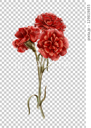 Bouquet of red carnations flowers as a symbol of mothers day,love,passion,valentine's day confessions.Isolated Watercolor hand-drawn illustration in vintage style as element for card,invitation Bouquet of red carnations flowers as a symbol of mothers day,love,passion,valentine's day confessions.Isolated Watercolor hand-drawn illustration in vintage style as element for card,invitation 129819855