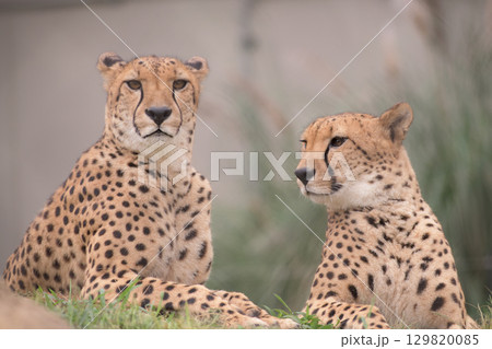 このポーズでどうだと言わんばかりのチーター兄弟 このポーズでどうだと言わんばかりのチーター兄弟 129820085