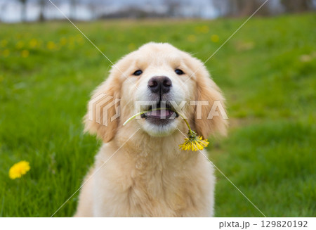 Cute golden retriever puppy sitting on green grass with yellow dandelion flower in mouth, spring outdoor portrait. Cute golden retriever puppy sitting on green grass with yellow dandelion flower in mouth, spring outdoor portrait. 129820192
