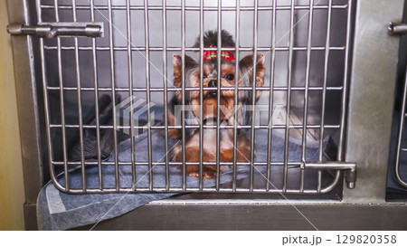 Small dog with red bow waiting in cage at vet clinic 129820358