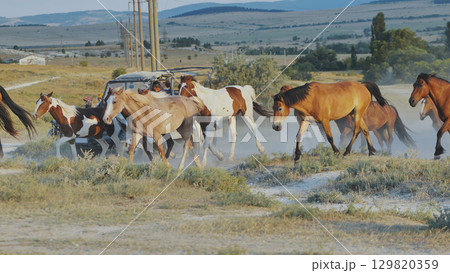 Horses running near an off-road vehicle in Crimea near Belogorsk Horses running near an off-road vehicle in Crimea near Belogorsk 129820359