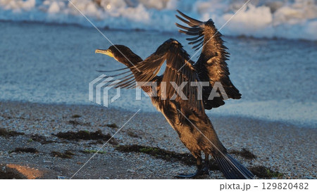 Great cormorant drying its wings on the beach of Crimea 129820482