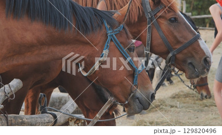 Brown horses eating hay in Crimea near Belogorsk Brown horses eating hay in Crimea near Belogorsk 129820496