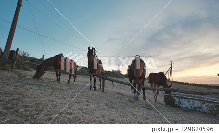 Horses grazing near Belogorsk in Crimea at sunset Horses grazing near Belogorsk in Crimea at sunset 129820596