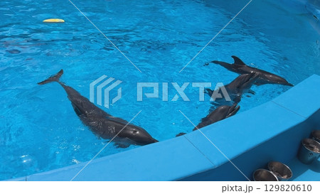 Dolphins swimming in blue pool during a sunny day 129820610