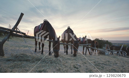 Horses eating hay near wooden fence in Crimea at sunset Horses eating hay near wooden fence in Crimea at sunset 129820670
