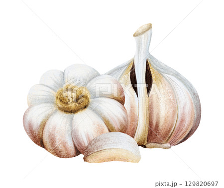 Garlic whole and half bulb vegetables and clove watercolor illustration isolated on white. Hand drawn realistic spicy food for kitchen and culinary designs. Fall healthy eating drawing composition Garlic whole and half bulb vegetables and clove watercolor illustration isolated on white. Hand drawn realistic spicy food for kitchen and culinary designs. Fall healthy eating drawing composition 129820697