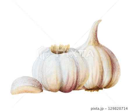 Watercolor garlic whole vegetables and clove illustration isolated on white. Hand drawn realistic spicy food for kitchen and culinary designs. Healthy eating drawing composition 129820714