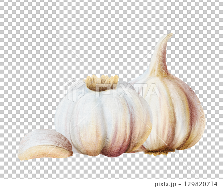 Watercolor garlic whole vegetables and clove illustration isolated on white. Hand drawn realistic spicy food for kitchen and culinary designs. Healthy eating drawing composition 129820714