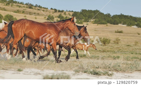 Horses running free in Crimea, near the town of Belogorsk Horses running free in Crimea, near the town of Belogorsk 129820759