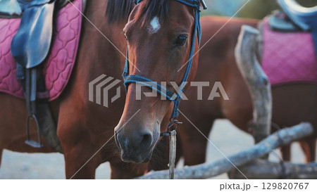 Horse wearing saddle and bridle standing near wooden fence in Crimea 129820767