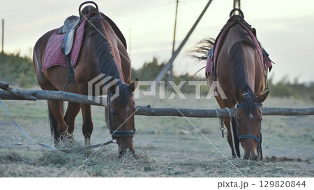 Two saddled horses grazing on hay in a tranquil field, soaking in the serene atmosphere of a beautiful sunset Two saddled horses grazing on hay in a tranquil field, soaking in the serene atmosphere of a beautiful sunset 129820844