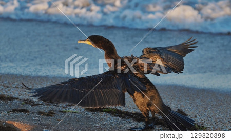 Great cormorant drying its wings on the beach of Crimea 129820898