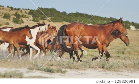 Herd of horses running in the Crimean steppe near Belogorsk 129820991