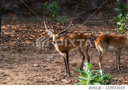 Brown antelope standing in natural habitat with soft sunlight, showcasing unique horns and graceful posture among foliage and earthy surroundings 129821016