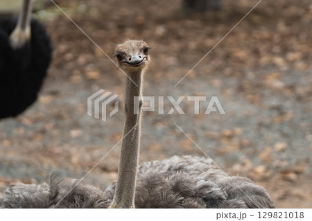 Curious ostrich displaying playful expression in natural habitat, showcasing unique features, vibrant plumage, and engaging personality amidst blurred background Curious ostrich displaying playful expression in natural habitat, showcasing unique features, vibrant plumage, and engaging personality amidst blurred background 129821018