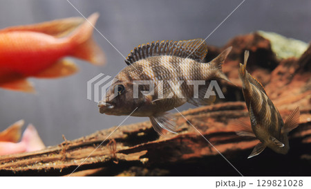 Malawi cichlid fish swimming in aquarium with colorful fish in the background 129821028