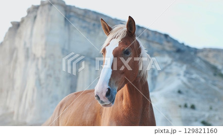 Portrait of beautiful red horse posing near White Rock in Crimea, Belogorsk Portrait of beautiful red horse posing near White Rock in Crimea, Belogorsk 129821160