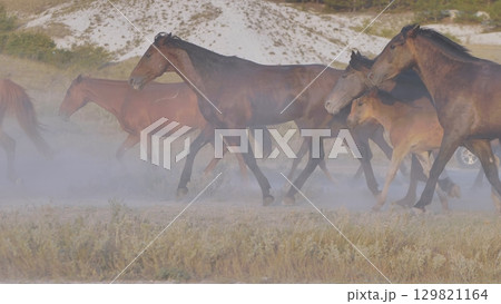 Herd of horses running and raising dust near Belogorsk, Crimea Herd of horses running and raising dust near Belogorsk, Crimea 129821164