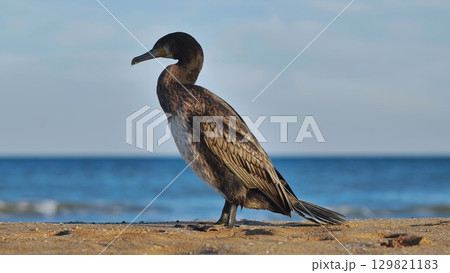 Cormorant perching on sandy shore, black sea waters calm, scenic crimean coastline stretching behind feathered silhouette 129821183