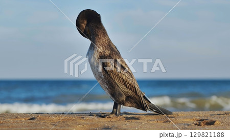 Cormorant preening its feathers on Crimean beach 129821188