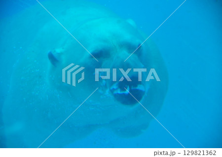 大迫力　水中を泳ぐシロクマ 129821362