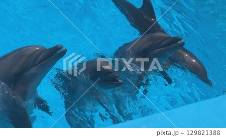 Group of dolphins swimming and playing in blue water 129821388