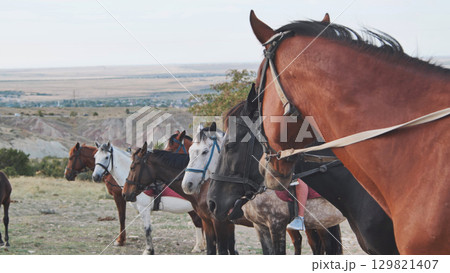 Horses wearing bridles standing together near Belogorsk in Crimea Horses wearing bridles standing together near Belogorsk in Crimea 129821407
