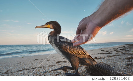 Great cormorant standing on the beach in Crimea being approached by a hand Great cormorant standing on the beach in Crimea being approached by a hand 129821408