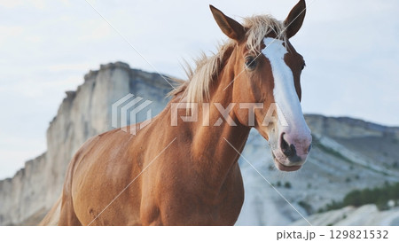 Brown horse standing near White Rock mountain in Crimea, Belogorsk Brown horse standing near White Rock mountain in Crimea, Belogorsk 129821532