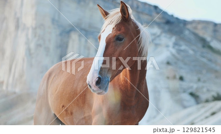 Chestnut horse standing in the White Rock quarries of Belogorsk, Crimea 129821545