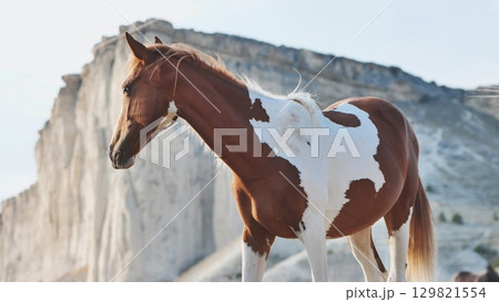 Horse standing near White Rock in Crimea, Belogorsk Horse standing near White Rock in Crimea, Belogorsk 129821554