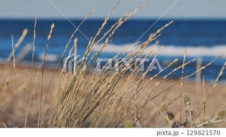 Beach grass swaying in the Crimean peninsula breeze with blue sea in background Beach grass swaying in the Crimean peninsula breeze with blue sea in background 129821570
