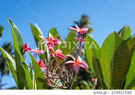 Frangipani flowers in Hiva Oa, Marquesas Islands, French Polynesia Frangipani flowers in Hiva Oa, Marquesas Islands, French Polynesia 129821598