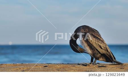 Great cormorant preening its feathers on Crimean beach 129821649
