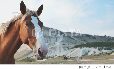 Horse with white facial markings standing in mountainous terrain, embodying natural elegance and tranquil wilderness Horse with white facial markings standing in mountainous terrain, embodying natural elegance and tranquil wilderness 129821708