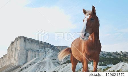 Brown horse standing in front of White Rock in Crimea near Belogorsk 129821772