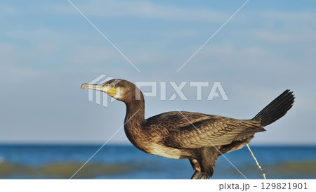 Brown cormorant with yellow beak perching on rock overlooking calm black sea against clear blue sky in crimea, ukraine 129821901