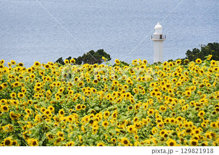 鹿児島県長島町のひまわりと灯台 129821918