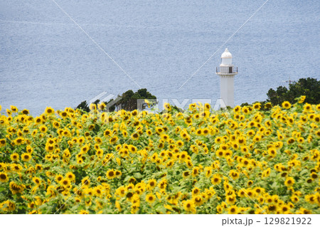 鹿児島県長島町のひまわりと灯台 129821922