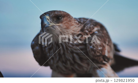 Imperial eagle posing in Crimea during sunset with blurred background 129821950